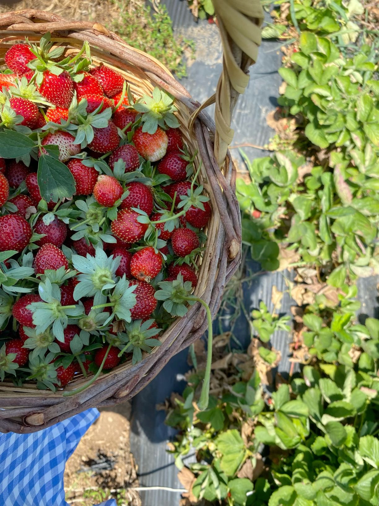 strawberry picking outfit ideas 0063