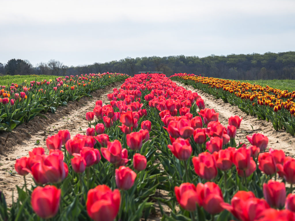 tulip farm outfit ideas 0068